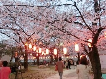 at Tenjin cyuou park in Spring 2018